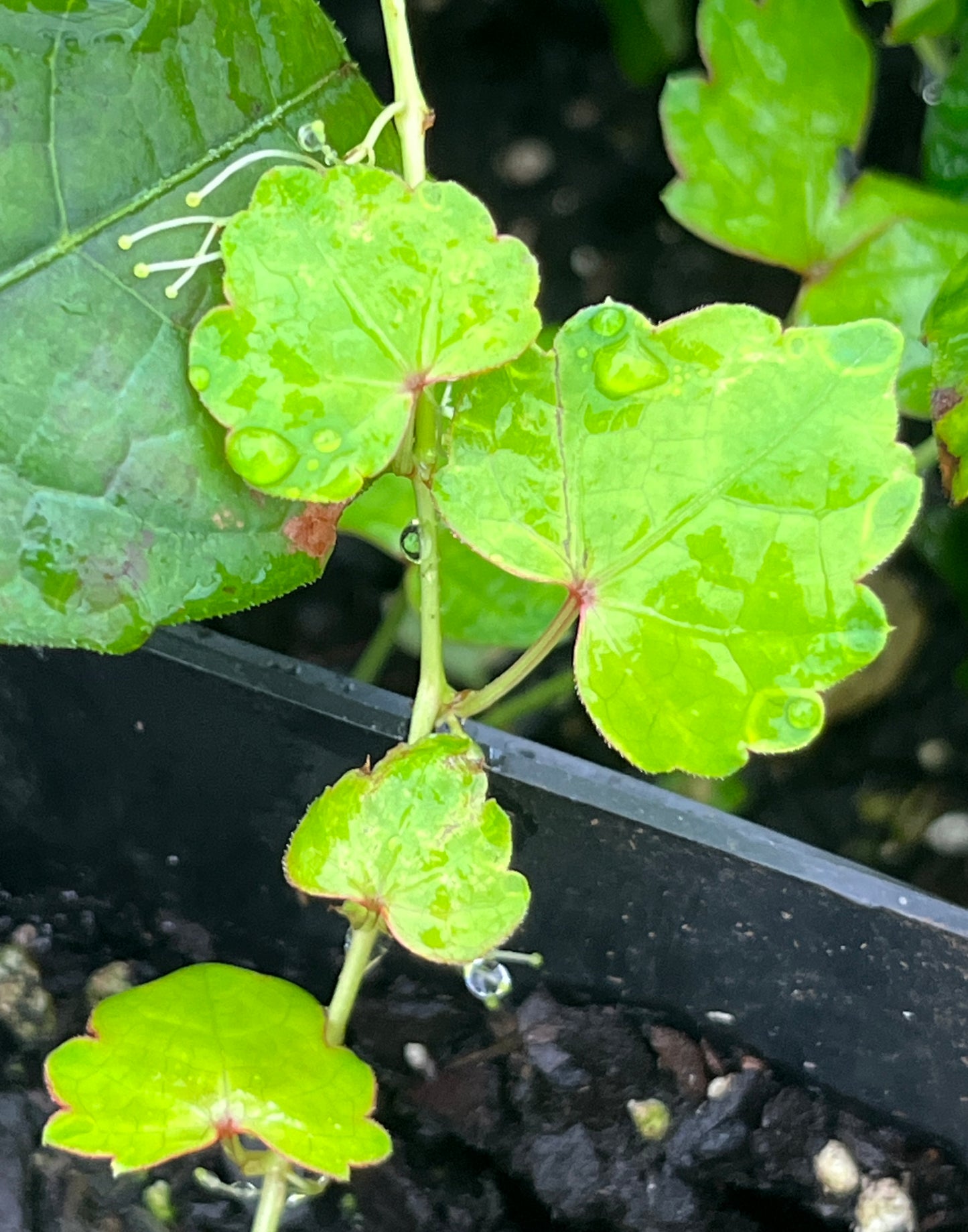 Parthenocissus Sento Gosho