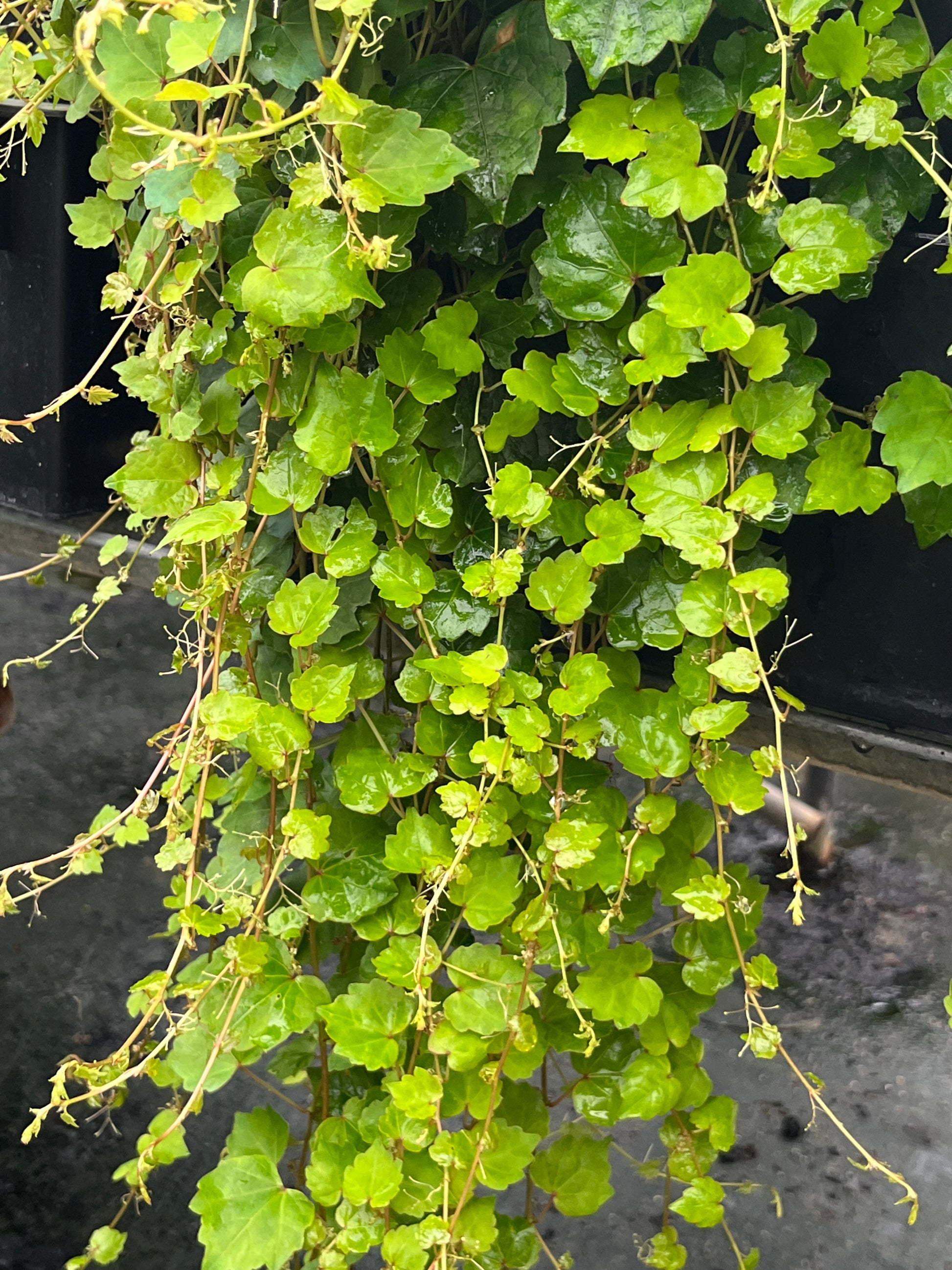 Green leafy plant against a dark background