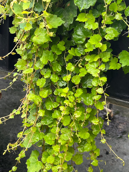Green leafy plant against a dark background