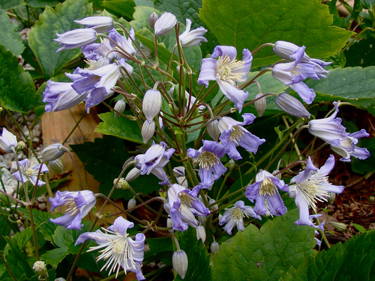 Clematis Mrs Robert Brydon