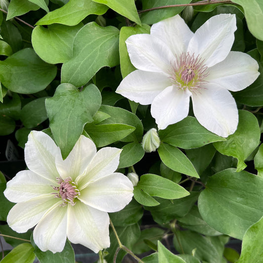 Clematis Kitty