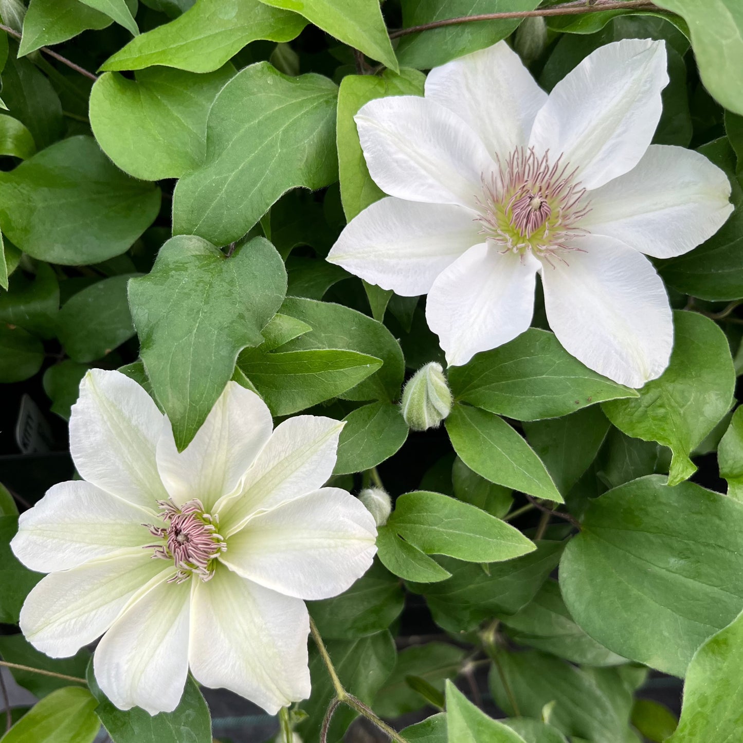 Clematis Kitty