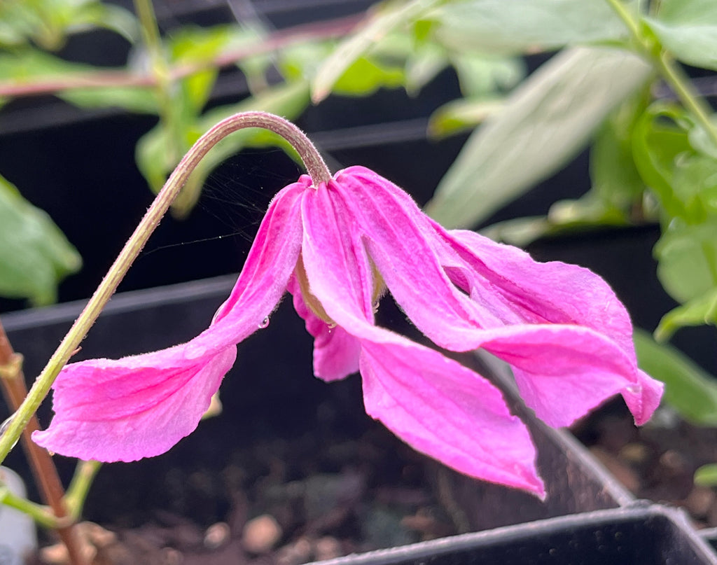 Clematis Pangbourne Pink Brushwood Nursery, Clematis Specialists