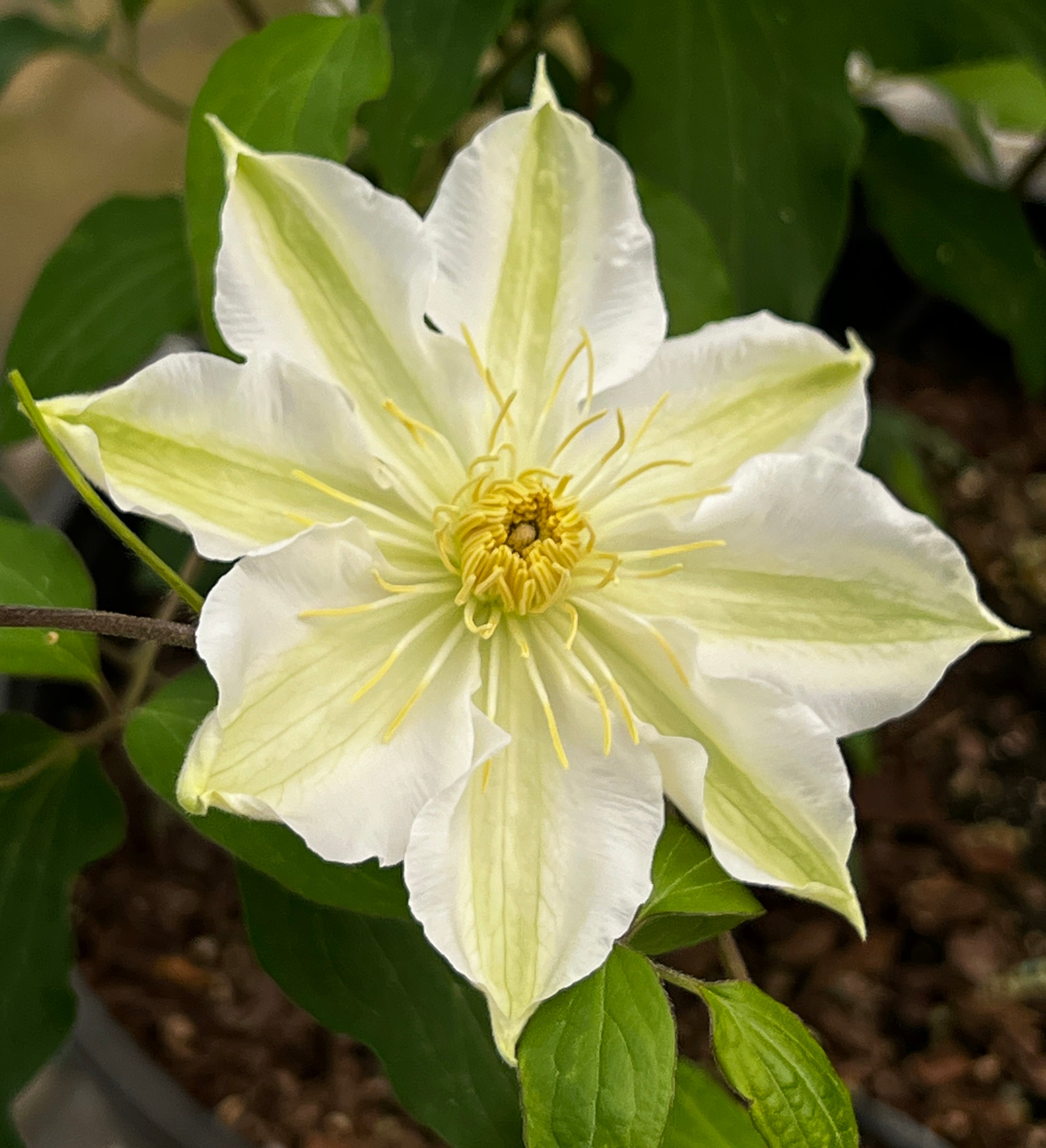 Clematis Miss Cavell – Brushwood Nursery, Clematis Specialists