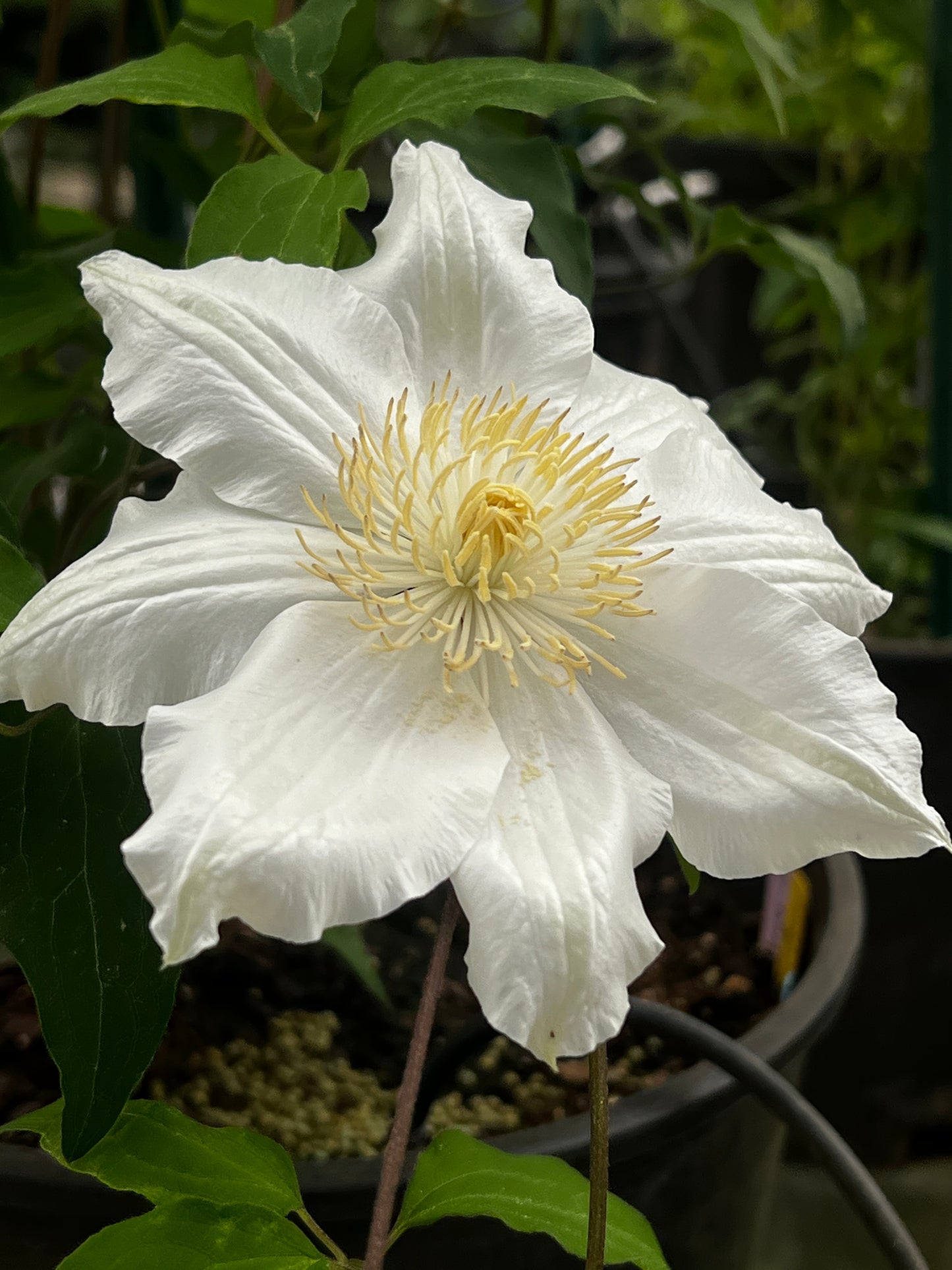 Clematis Miss Cavell - Brushwood Nursery, Clematis Specialists