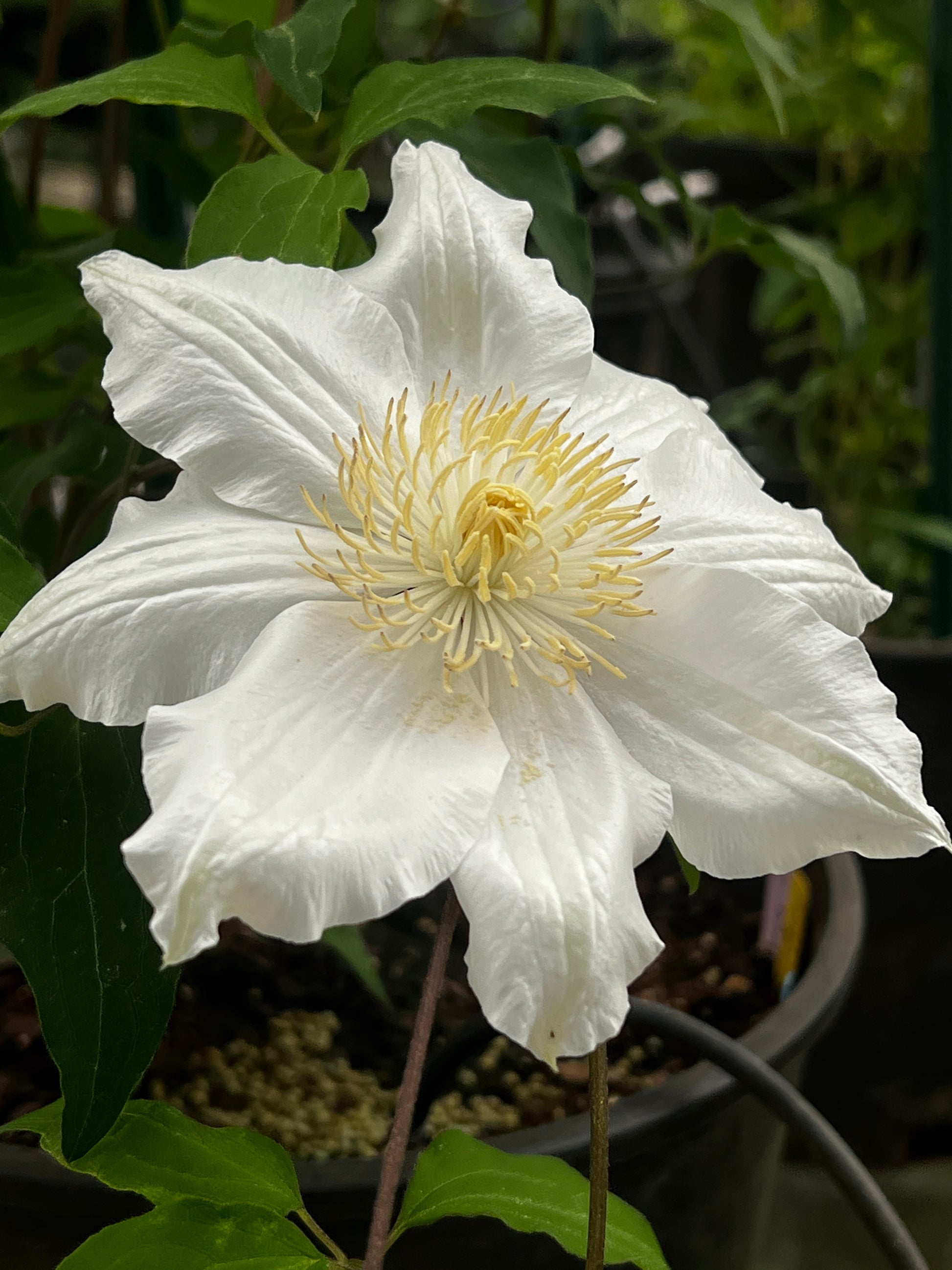 Clematis Miss Cavell - Brushwood Nursery, Clematis Specialists