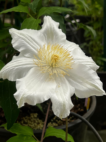 Clematis Miss Cavell - Brushwood Nursery, Clematis Specialists
