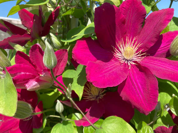 Clematis Issey - Brushwood Nursery, Clematis Specialists
