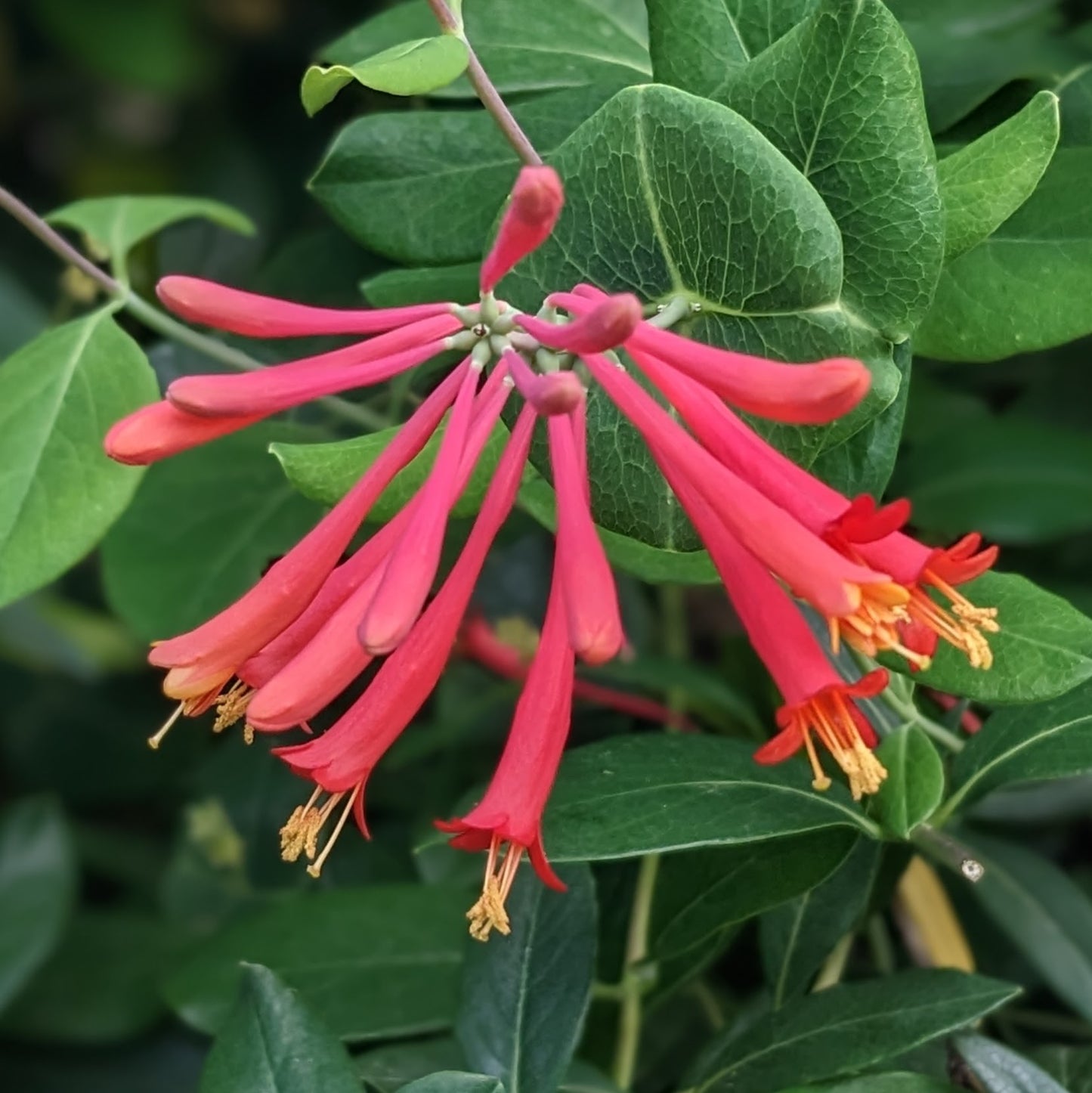 Lonicera Major Wheeler