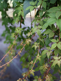 Parthenocissus quinquefolia Engelmannii