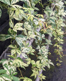 Parthenocissus quinquefolia Variegata