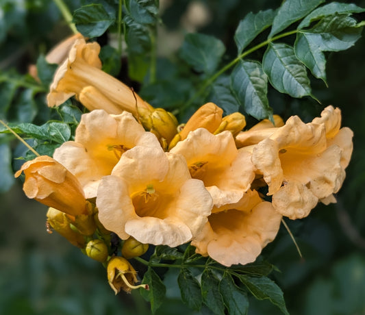 Campsis Jersey Peach - Brushwood Nursery, Clematis Specialists