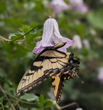 Clematis texensis Radiance