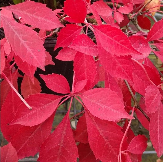 Fall color change on Parthenocissus henryana