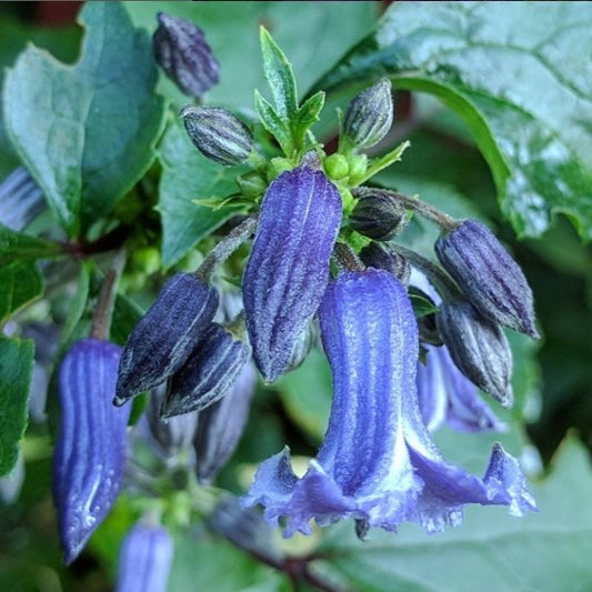 Close up of Clematis China Surprise