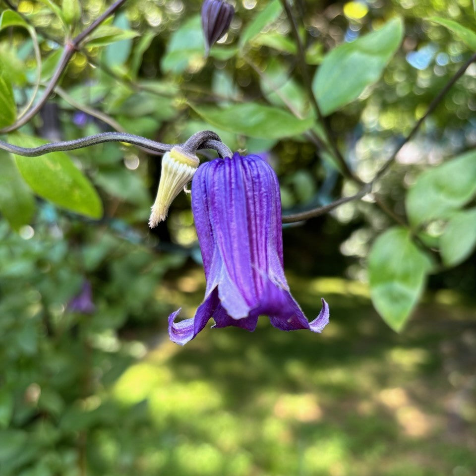Clematis Bella Magnifica