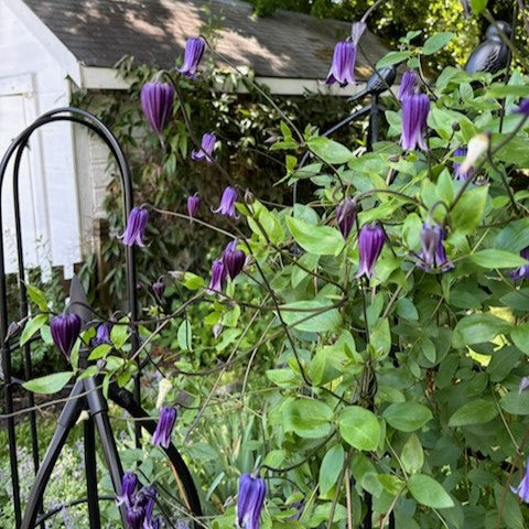 Clematis Bella Magnifica