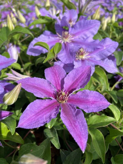Clematis Tumaini