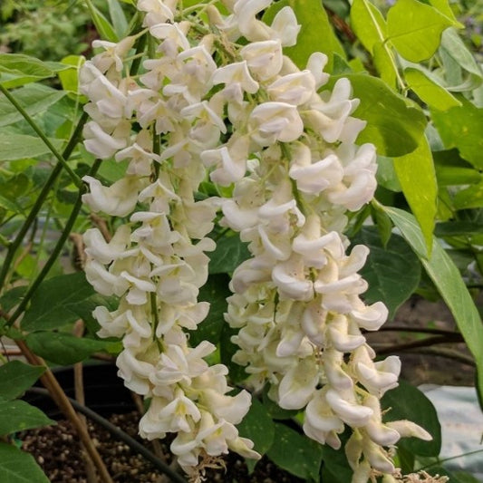 Wisteria macrostachya Clara Mack