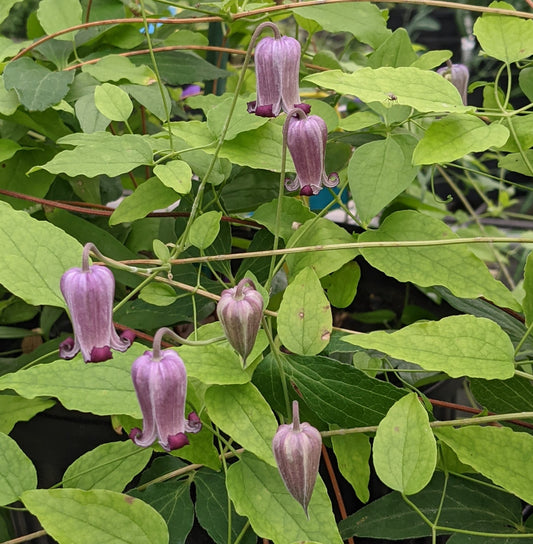 Clematis Genie Brannon