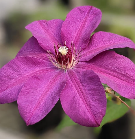 Clematis Hainton Ruby