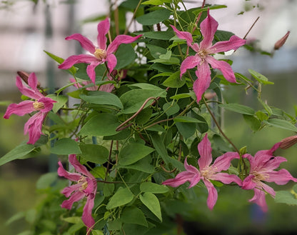 Clematis Rapture