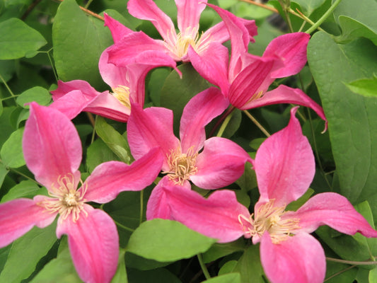 Clematis Rapture