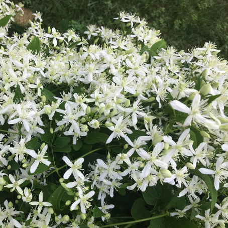 Sweet Autumn Clematis