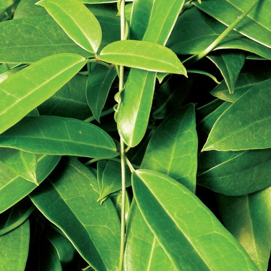 Holboellia coriacea