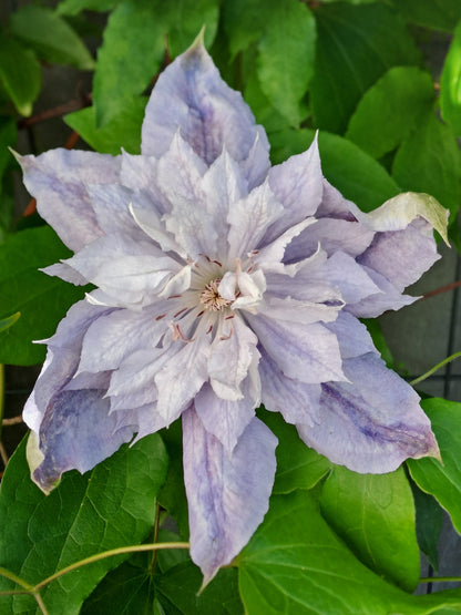 Clematis Jackmanii Alba