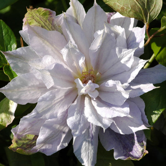 Clematis Jackmanii Alba