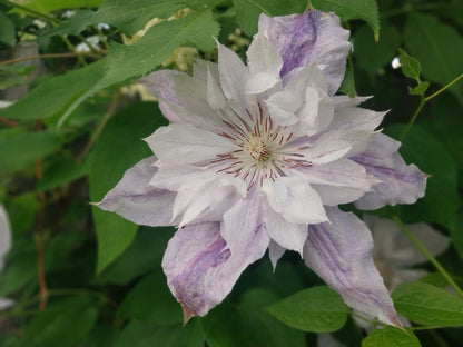 Clematis Jackmanii Alba
