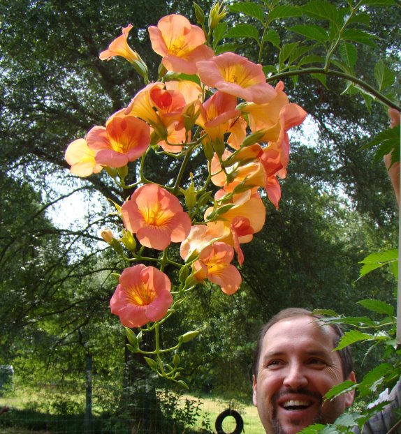 Campsis grandiflora Morning Calm