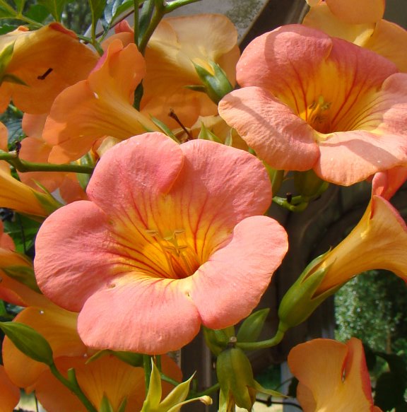 Campsis grandiflora Morning Calm