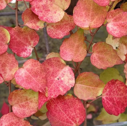 Fall color on Parthenocissus Fenway Park