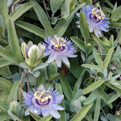 Passiflora mooreana