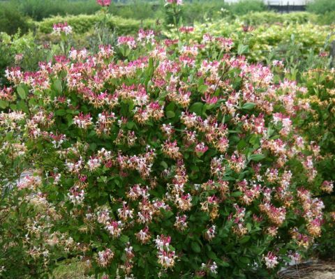 Lonicera Peaches and Cream - Brushwood Nursery, Clematis Specialists