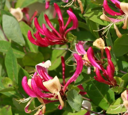 Lonicera Peaches and Cream - Brushwood Nursery, Clematis Specialists