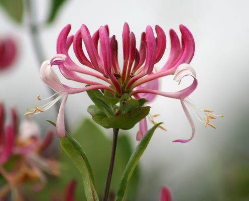Lonicera Peaches and Cream - Brushwood Nursery, Clematis Specialists