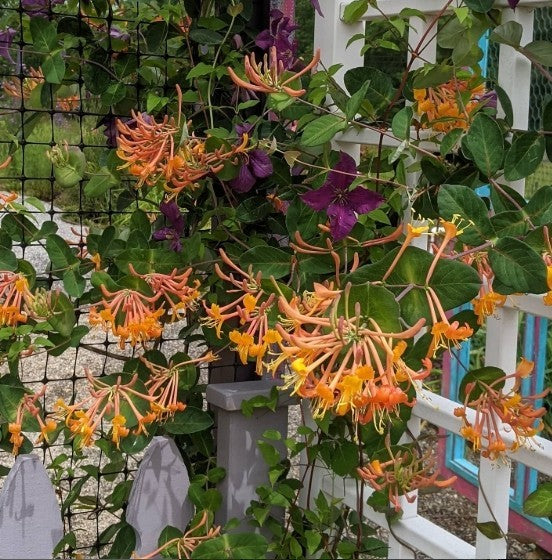 Clematis Polish Spirit intermingling with Lonicera mandarin.