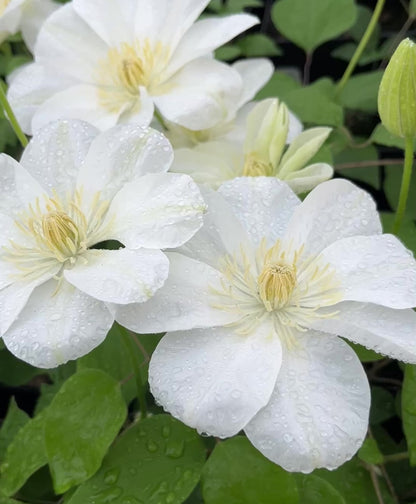 Clematis Guernsey Cream