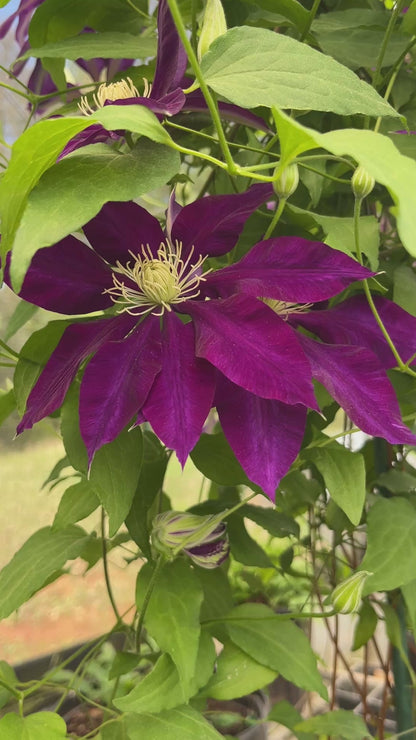 Clematis Hayate