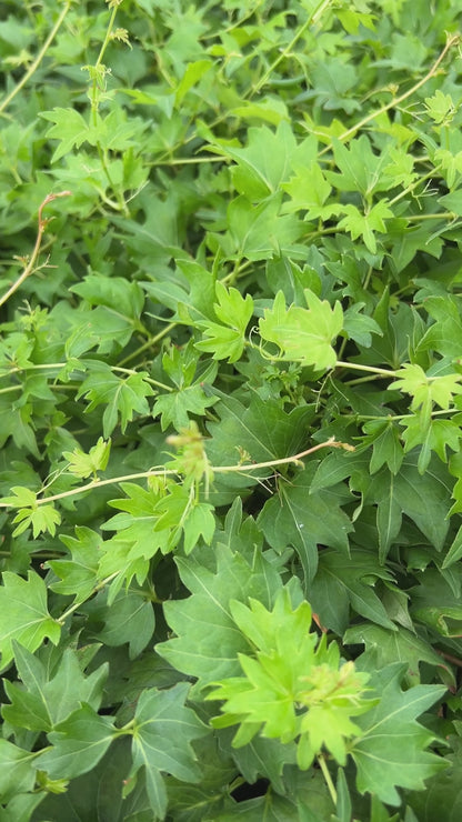 Parthenocissus Lowii