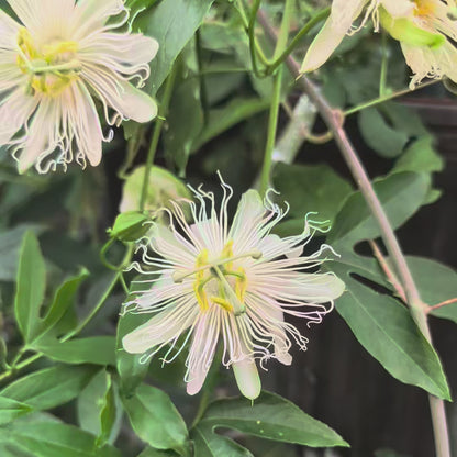 Passiflora incarnata Alba