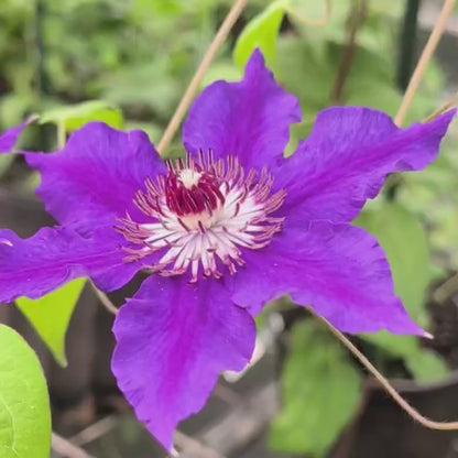 Clematis Lord Nevill