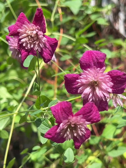 Clematis Avant-Garde