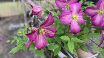 Clematis Charlie Brown