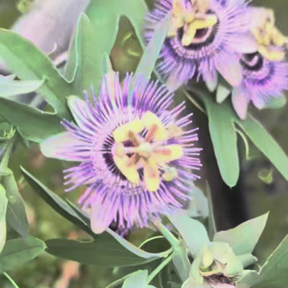 Passiflora mooreana