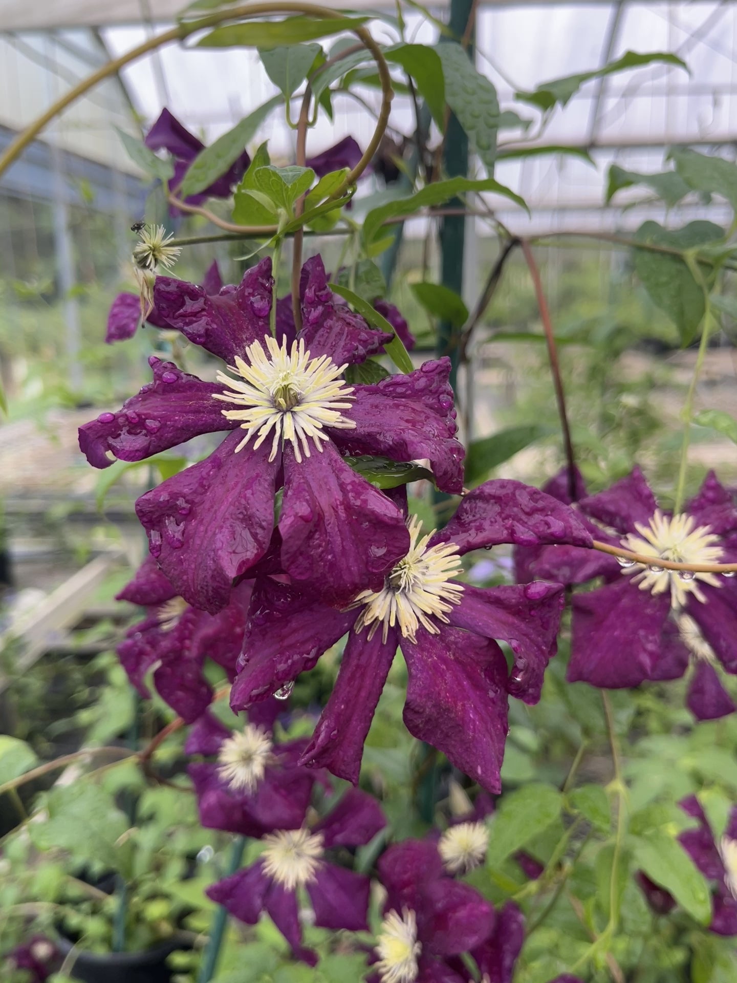 Clematis Warsaw Nike – Brushwood Nursery, Clematis Specialists