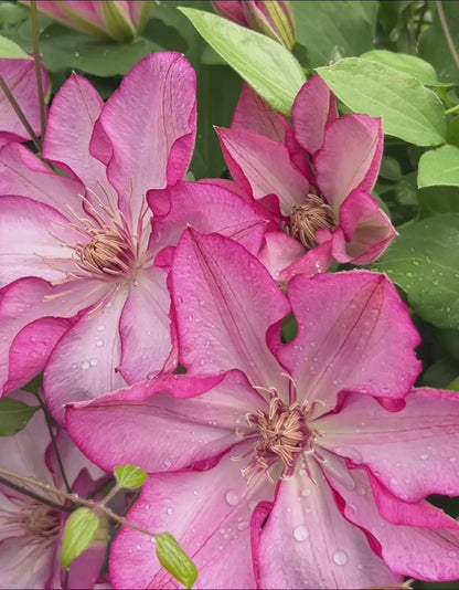 Clematis Liberty